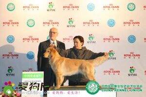 CN.CH Alice of jin qiu ye kennel CN.CH Alice of jin qiu ye kennel