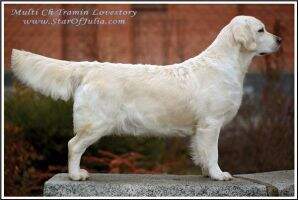 Mol 3xCH Ua CH Mol GEO BIR CG RUS BG Tramin Lovestory Mol 3xCH Ua CH Mol GEO BIR CG RUS BG Tramin Lovestory