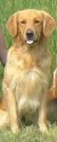 GMOTCH GMH Zaniri's Koda of Ravengold WCX;