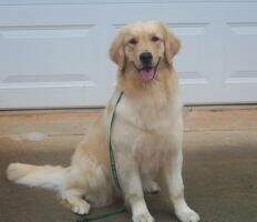 WagnTail's To The Moon And Back RN BN CCA WagnTail's To The Moon And Back RN BN CCA