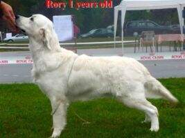 Jun.Ch, Junior Clubwinner 2009 Mitcharron Memphis Patrol Jun.Ch, Junior Clubwinner 2009 Mitcharron Memphis Patrol