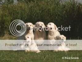 Dutch Ch Xanthous Darleen CW '99 '04