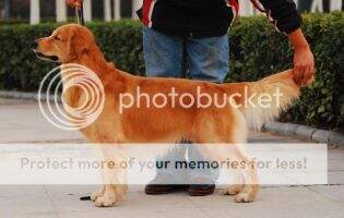 Dallas of Superstar Kennel