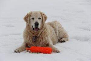 White Dove Dust Buster