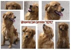 Whispering Oaks Geronimo