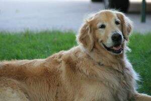 Happy Tales Winston