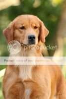 Golden Trip Fox Star Golden Trip Fox Star