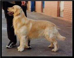 QUAN OF HAI RUN KENNEL