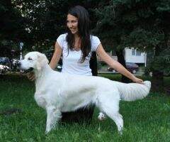 C.I.B,SRB-BG.-Mont.-Mac.Ch, Mac.-Bul.Jun.Ch Felicity Queen from Mariannehouse Junior Clubwinner 2009, Working Trial: Res. CACT C.I.B,SRB-BG.-Mont.-Mac.Ch, Mac.-Bul.Jun.Ch Felicity Queen from Mariannehouse Junior Clubwinner 2009, Working Trial: Res. CACT