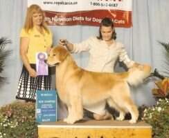 CH/ U-GRCH/Int'l CH Eldorado's Rough Rider of Crosswinds Multi-BISS UKC BVIS