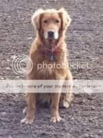HR Nala The Little Lion