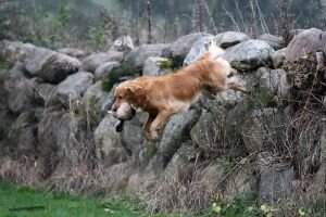 Crawfields Cougar