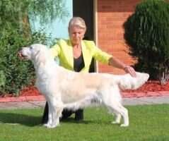 Aust Ch Fernfall My Sweet Dream