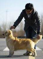 Onta of Golden Crown Kennel