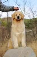 COCO of Jsy Goldens Kennel