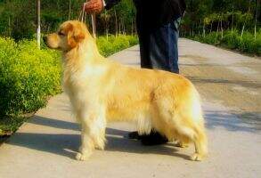 DQ of Jsy Goldens Kennel