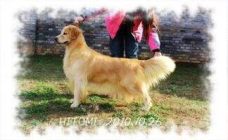 GIFT OF THE LOVE of Jsy Goldens Kennel