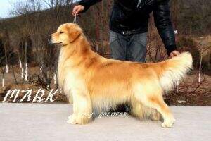 Clear Skies of Jsy Goldens Kennel