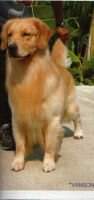 TH.CH Aksorn Arts Clipper Good Boy