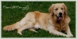 Corona Mcconnaughey Lottman