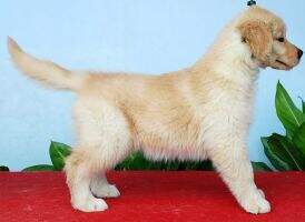 Golden Twinkle Queena