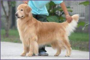Mariner Golden JP Expect Nice Boy Mariner Golden JP Expect Nice Boy