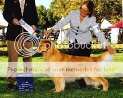 AmGCH CH/CanCH Venture's Berrie Talonted CA AmGCH CH/CanCH Venture's Berrie Talonted CA