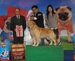 Th Ch. Golden Choice Davinci Code Th Ch. Golden Choice Davinci Code