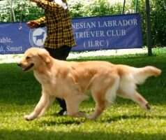BPIS BJIS Th Ina Ch. Golden Choice Dance With Wolf