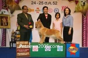BPIS Th Ch. Golden Choice Dream of Legacy