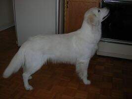 Youngcountry Miss Molly