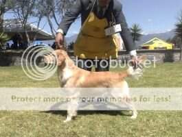 Cach Ec ,Ch Jov Ec Geforcedog's Bonny