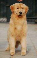 Cacka of Golden Resplendence Kennel