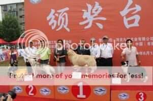 BIS3 BIG Camino of Golden Resplendence Kennel