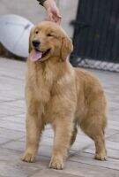 carla of golden resplendence kennel