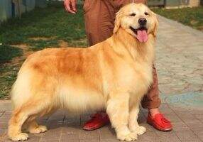 chila of golden resplendence kennel