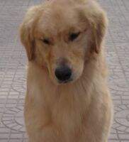 Caid of golden resplendence kennel