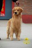 Dasdy of golden resplendence kennel