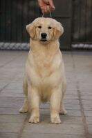 Dagi of golden resplendence kennel