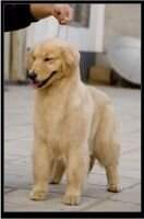 Doris of golden resplendence kennel