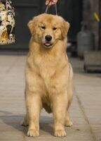 Dalie of golden resplendence kennel