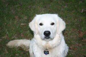Silvermine Watersdale Maximus