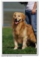 Chlodowech of Green Dream Golden FCI