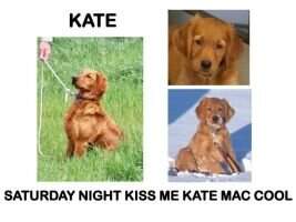 Saturday Night Kiss Me Kate Mac Cool RN Saturday Night Kiss Me Kate Mac Cool RN