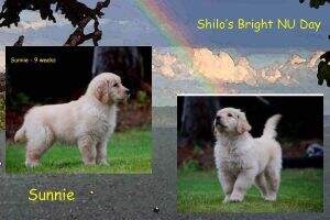 Shilo's Bright NU Day Shilo's Bright NU Day