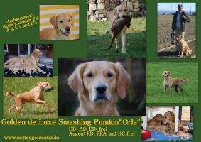 Golden De Luxe Smashing Pumpkin