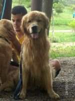 armani da terra dos gigantes