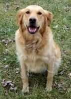 Insfre's Bring-It-On Bracken