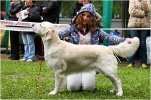 GrChRus Bul NRC RKF JChRus Gold of Party Bambina Kolombina GrChRus Bul NRC RKF JChRus Gold of Party Bambina Kolombina