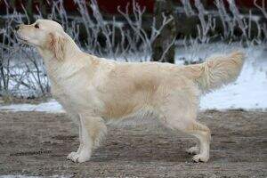 Golden Ciba Must - Tes Silke